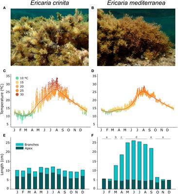 Importance of life history traits for vulnerability to climate change: implications for macroalgal restoration